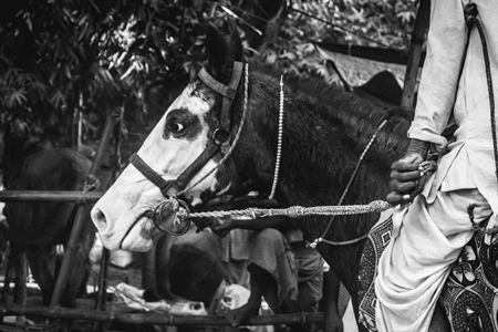 Man riding horse in horse race at Sonepur horse fair in black and white