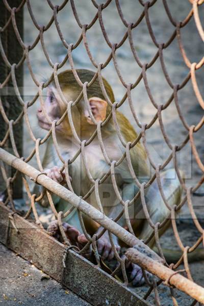 Baby monkey looking through fence at Byculla zoo