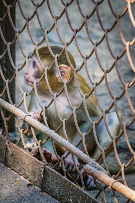 Baby monkey looking through fence at Byculla zoo