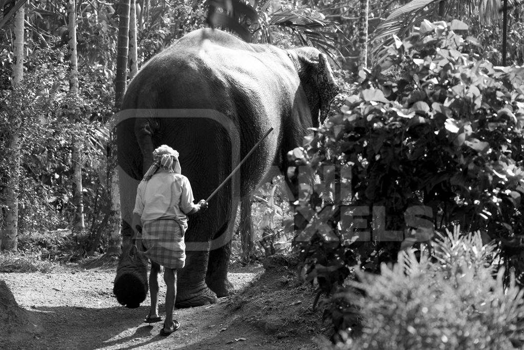 Elephant handler hitting elephant with a stick in the forest in black and white