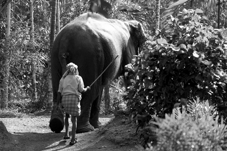 Elephant handler hitting elephant with a stick in the forest in black and white