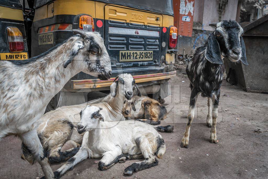 Group of goats sitting on an urban city street with rickshaw in the background