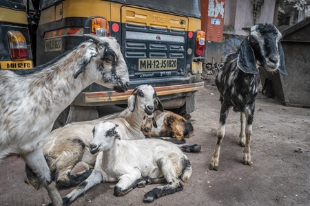 Group of goats sitting on an urban city street with rickshaw in the background