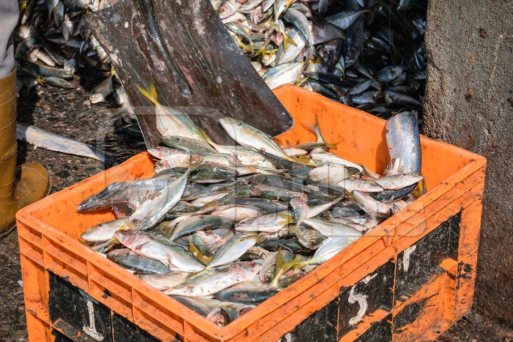 Pile of fish shovelled into an orange crate on sale at a fish market at Sassoon Docks