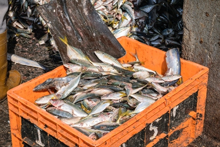 Pile of fish shovelled into an orange crate on sale at a fish market at Sassoon Docks