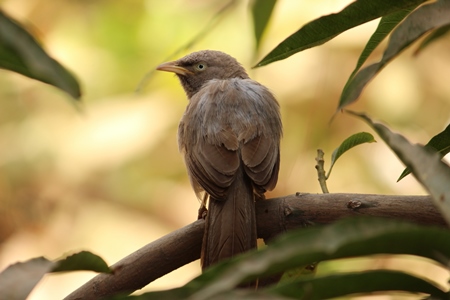 Brown jungle babbler sitting on branch