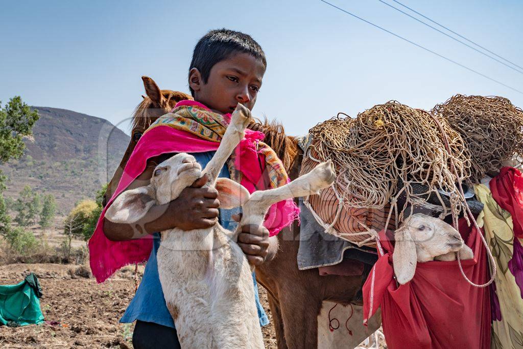 Indian nomad boy carrying baby sheep or lamb with working Indian horse or pony used for animal labour carrying household items including baby goats owned by nomads in rural Maharashtra