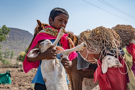 Indian nomad boy carrying baby sheep or lamb with working Indian horse or pony used for animal labour carrying household items including baby goats owned by nomads in rural Maharashtra