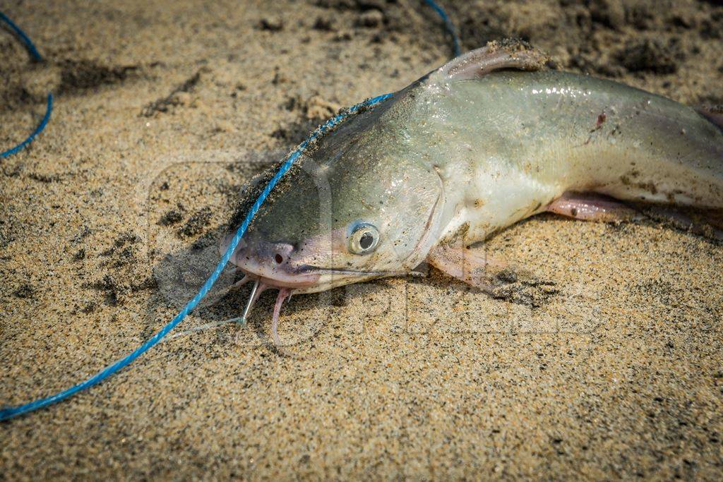 Fish with hook in mouth on a sandy beach in Kerala : Anipixels