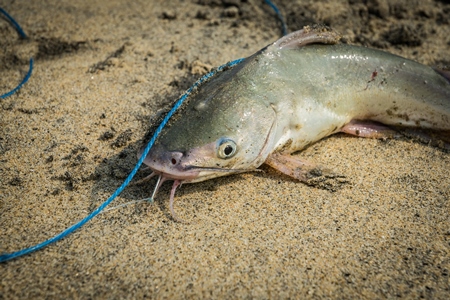 Fish with hook in mouth on a sandy beach in Kerala