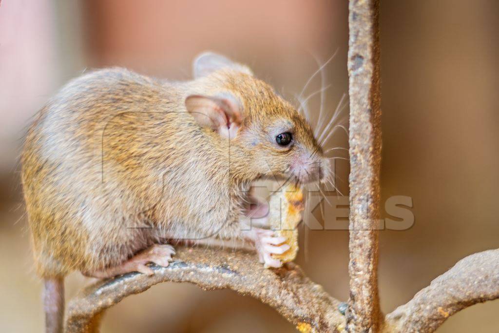 Urban rat in Karni Mata rat temple in Bikaner in India