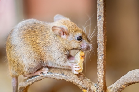 Urban rat in Karni Mata rat temple in Bikaner in India