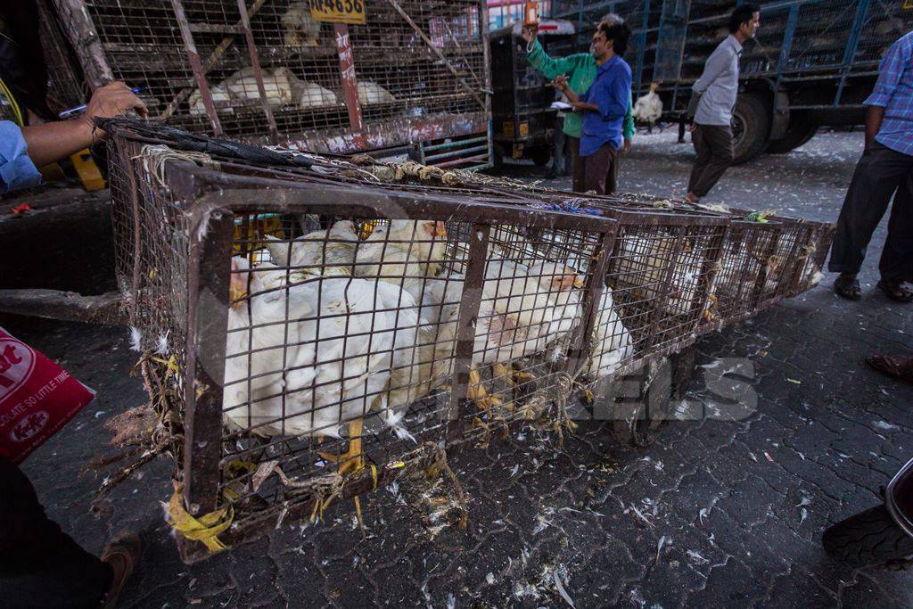 Broiler chickens raised for meat being unloaded from transport trucks near Crawford meat market