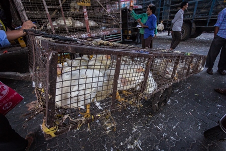 Broiler chickens raised for meat being unloaded from transport trucks near Crawford meat market