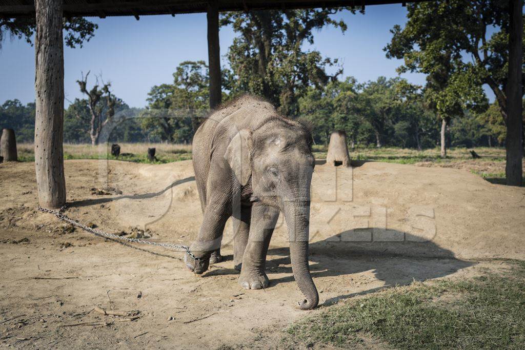A baby Nepali elephant is chained up at Chitwan Elephant Breeding Centre, Chitwan, Nepal