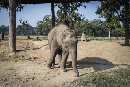 A baby Nepali elephant is chained up at Chitwan Elephant Breeding Centre, Chitwan, Nepal