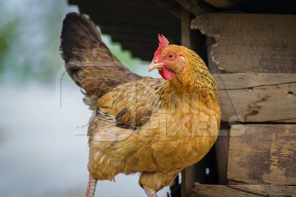 Orange hen or chicken with wooden hut in the background i