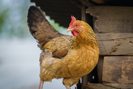 Orange hen or chicken with wooden hut in the background i