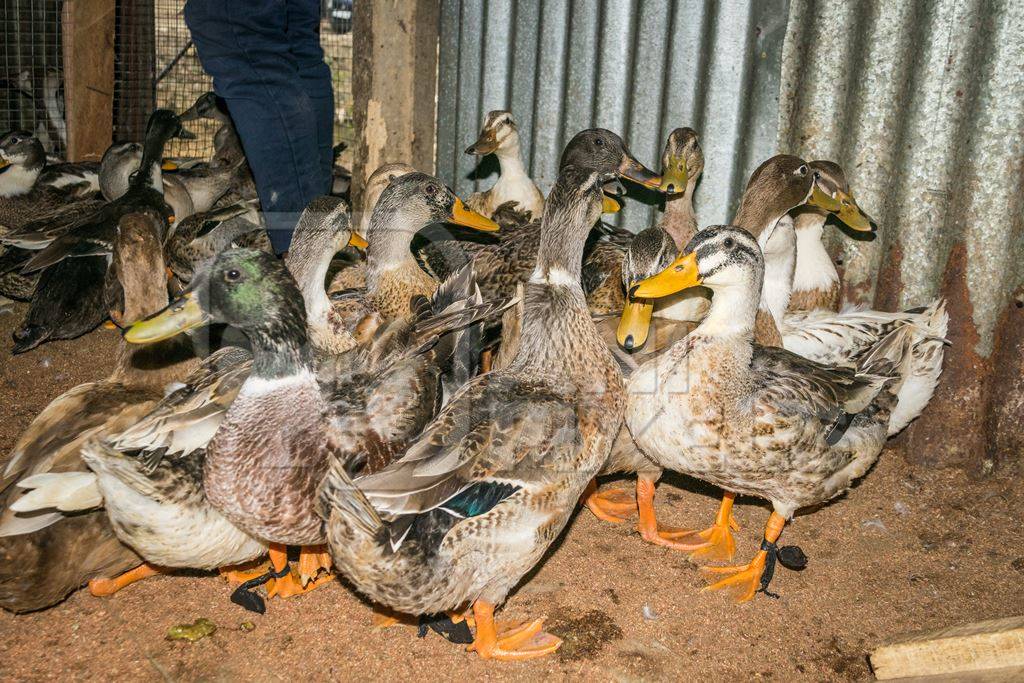 Ducks on sale for meat at an animal market