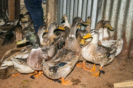 Ducks on sale for meat at an animal market