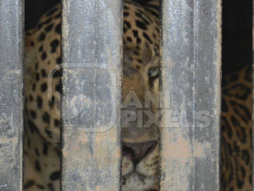 Leopard behind bars in zoo