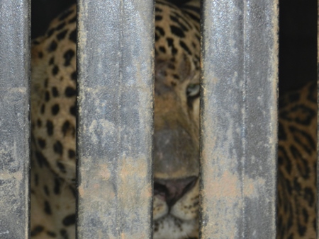 Leopard behind bars in zoo