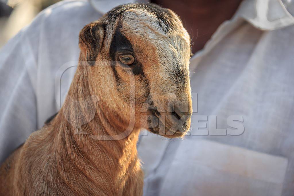 Farmer holding small cute baby goat in an urban city