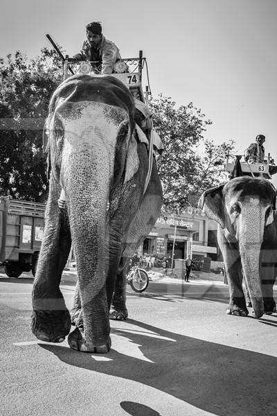 Elephant used for entertainment tourist ride walking on street in Jaipur