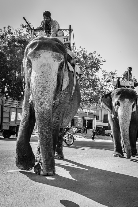 Elephant used for entertainment tourist ride walking on street in Jaipur