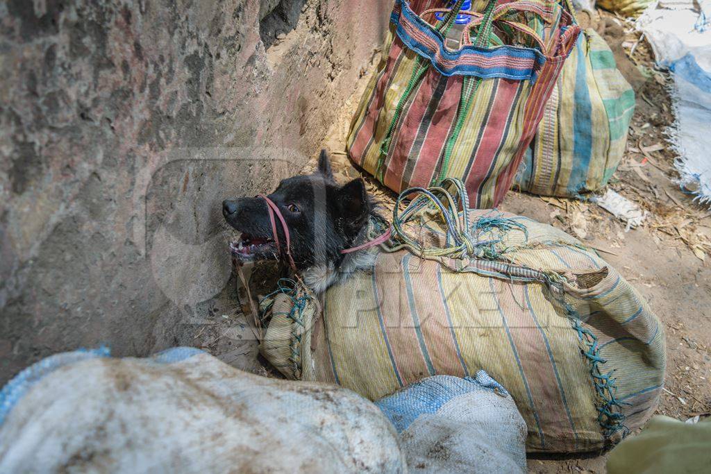 Dog crying tied up in sacks on sale for meat at dog market