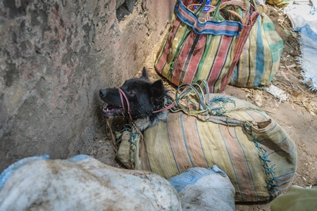 Dog crying tied up in sacks on sale for meat at dog market