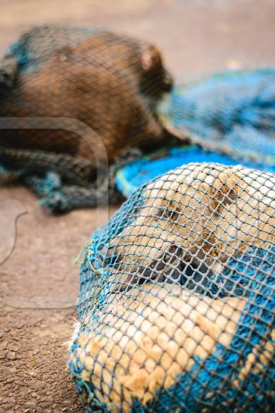 Street dogs caught in net for animal birth control sterilisation operation