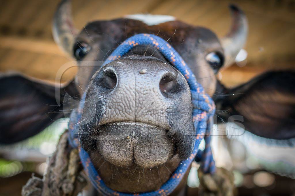 Brown dairy cow with horns tied up in an urban dairy in Maharashtra