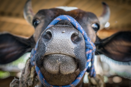 Brown dairy cow with horns tied up in an urban dairy in Maharashtra