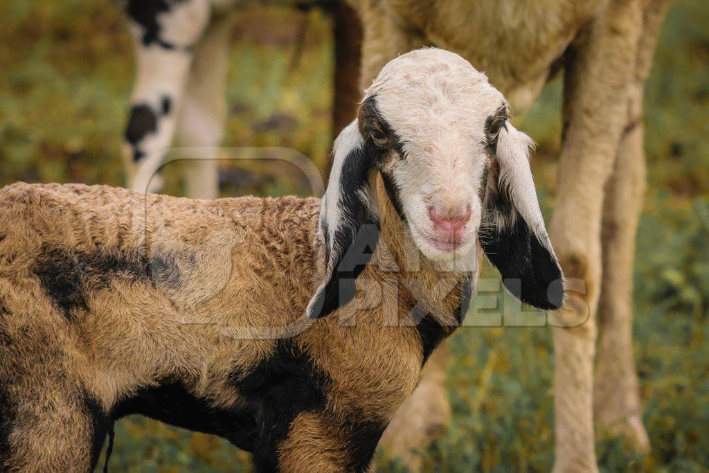 Herd of sheep with lamb in a field in rural countryside