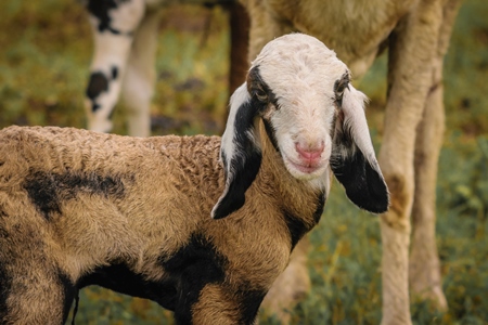 Herd of sheep with lamb in a field in rural countryside