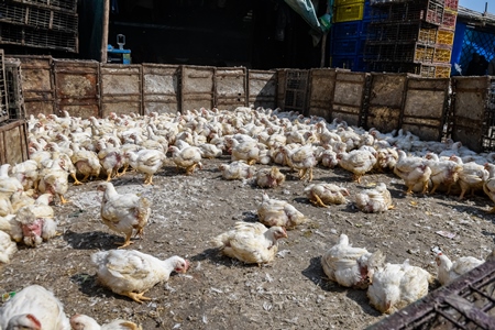 Enclosure with Indian broiler chickens at Ghazipur murga mandi, Ghazipur, Delhi, India, 2022