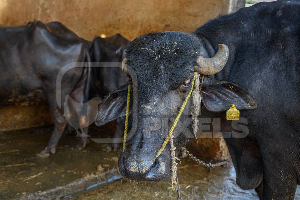 Male Indian buffalo bull tied up in a concrete shed on an urban dairy farm or tabela, Aarey milk colony, Mumbai, India, 2023