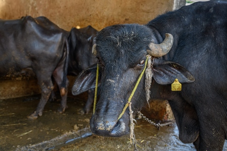 Male Indian buffalo bull tied up in a concrete shed on an urban dairy farm or tabela, Aarey milk colony, Mumbai, India, 2023