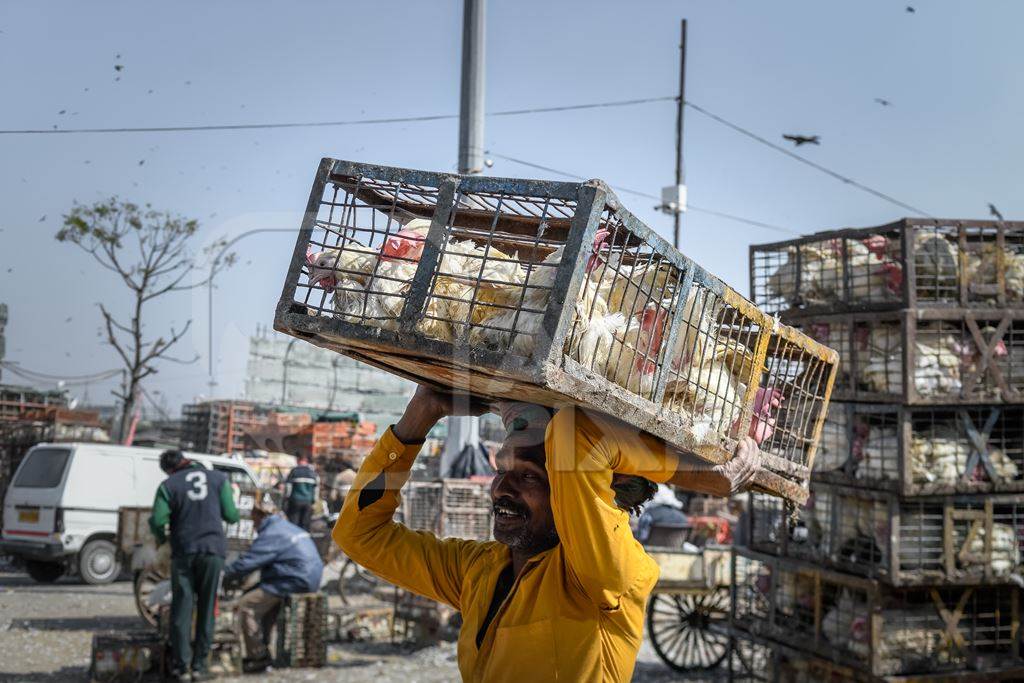 Indian broiler chickens being transported on the head of a worker at Ghazipur murga mandi, Ghazipur, Delhi, India, 2022