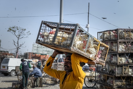 Indian broiler chickens being transported on the head of a worker at Ghazipur murga mandi, Ghazipur, Delhi, India, 2022