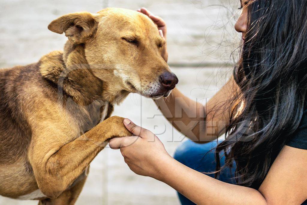 Volunteer animal rescuer caring for a brown street dog