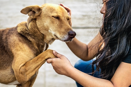 Volunteer animal rescuer caring for a brown street dog