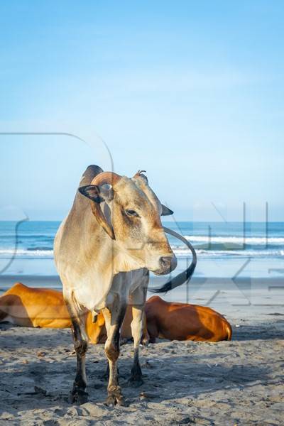 Many cows on the beach in Goa, India