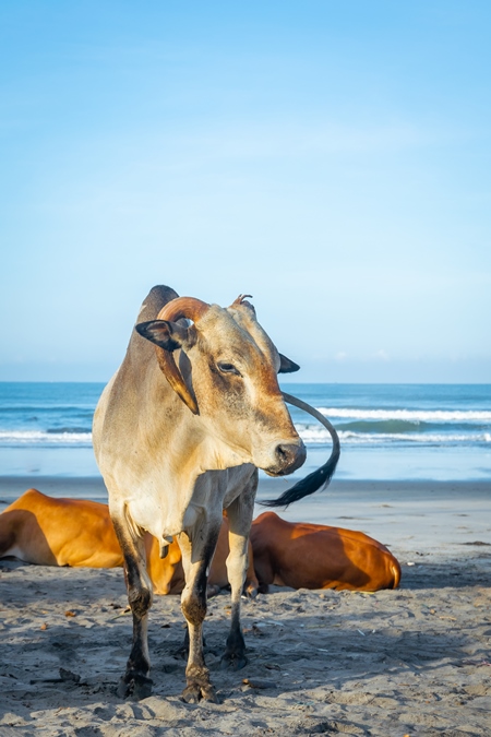 Many cows on the beach in Goa, India