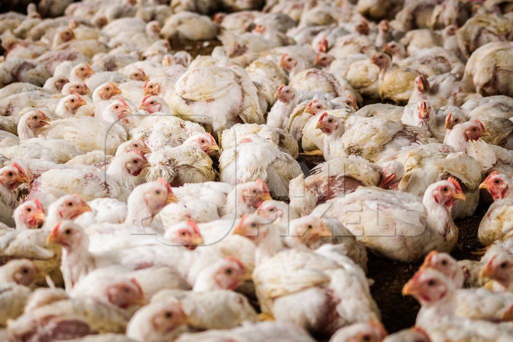 White broiler chickens raised for meat on a large poultry broiler farm in Maharashtra in India