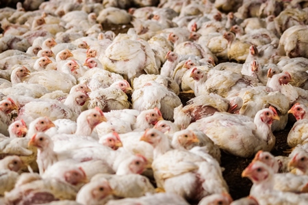 White broiler chickens raised for meat on a large poultry broiler farm in Maharashtra in India