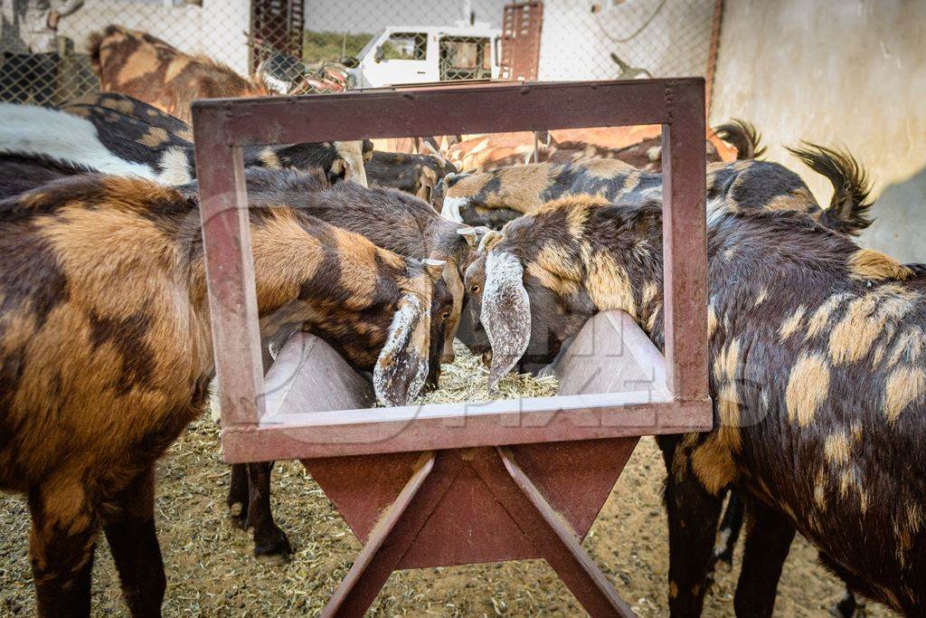 Farmed Indian goats eating from a trough on a small goat farm outside Ajmer, Rajasthan, India, 2022