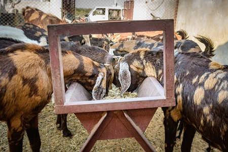 Farmed Indian goats eating from a trough on a small goat farm outside Ajmer, Rajasthan, India, 2022