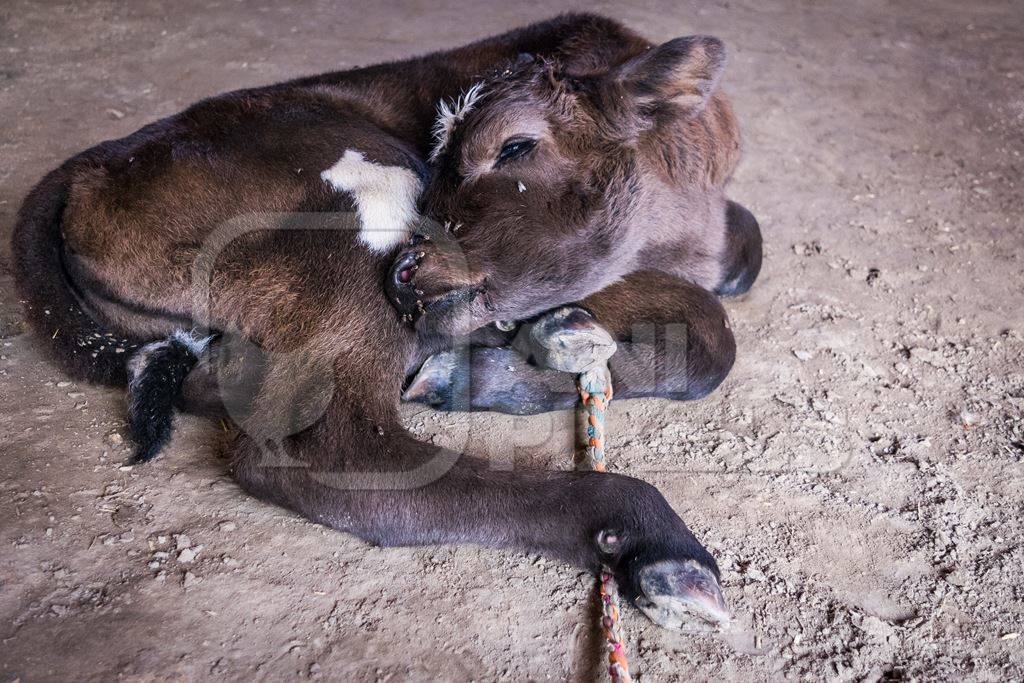 Small brown dairy calf covered with flies tied up at Sonepur cattle fair